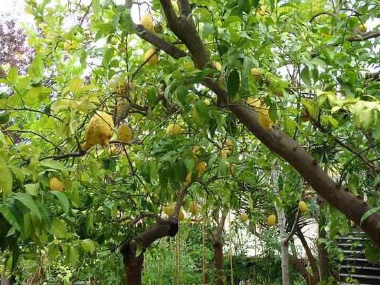 Giardini di Cataldo